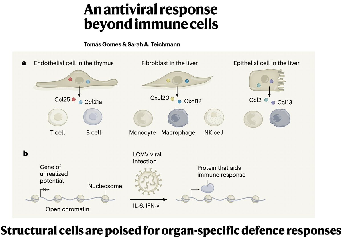 6. Today this got even a bit more complicated. It's not just T cells that respond to a virus. https://media.nature.com/original/magazine-assets/d41586-020-01916-2/d41586-020-01916-2.pdf  @NatureNV https://www.nature.com/articles/s41586-020-2424-4  @nature