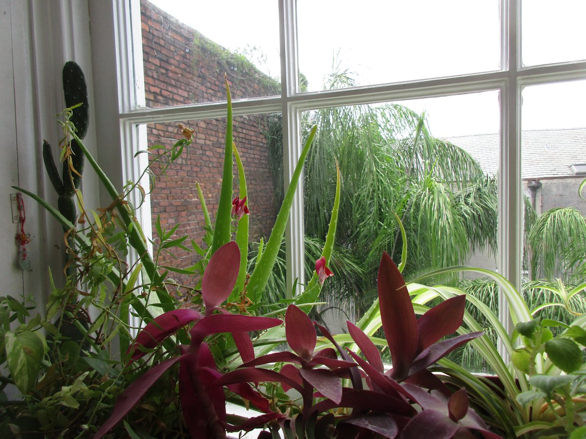 SlBoekbinder's tweet photo. "Snap, snap, snap" #grow the dragons, and spider plants and sweet red peppers on a rainy #wednesdaymorning in #NOLA #NewOrleans #garden #Windows #Windowgarden #urbanjungle mini #windowjungle https://t.co/geODxVTwpb