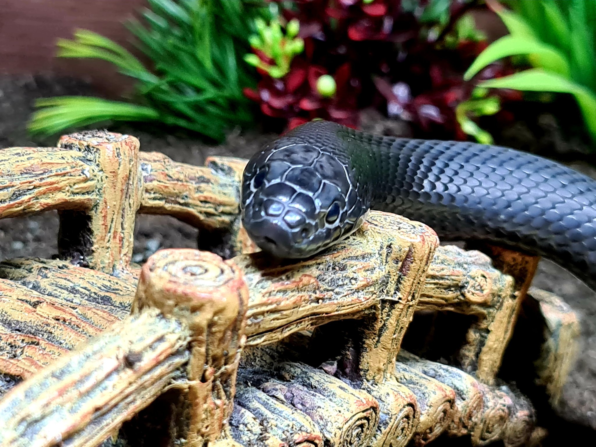 Lampropeltisgetulanigrita Twitter Search Twitter