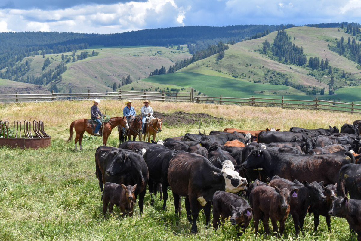 BigCanyonBeef's tweet photo. A week late on the pictures but here’s our last branding. Great group of friends helped us get it all done. Big thanks to everybody that helped. #bigcanyonbeef #localbeef #cowboy #ranchlife #branding https://t.co/UwHuSRE66g