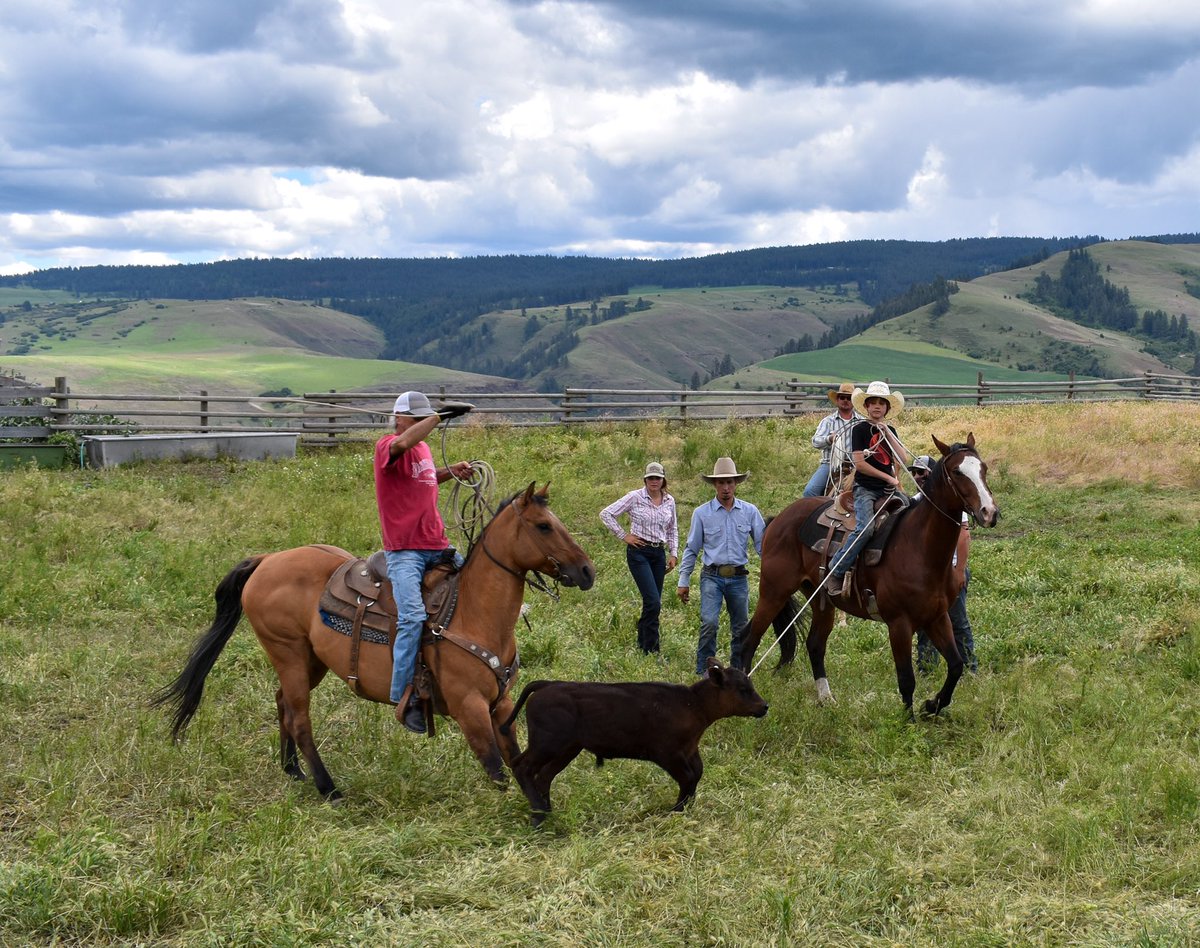 BigCanyonBeef's tweet photo. A week late on the pictures but here’s our last branding. Great group of friends helped us get it all done. Big thanks to everybody that helped. #bigcanyonbeef #localbeef #cowboy #ranchlife #branding https://t.co/UwHuSRE66g