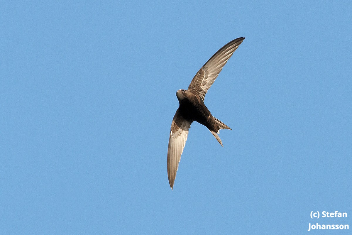 Swifts spend most of their lives on the wing, they even sleep in the air &amp; only land to nest. Sadly with the #EcologicalEmergency there has been a 96% decline in swifts &amp; swallows in our region. Find out how you can help them recover: ow.ly/bDl630qUrmN #SwiftAwarenessWeek