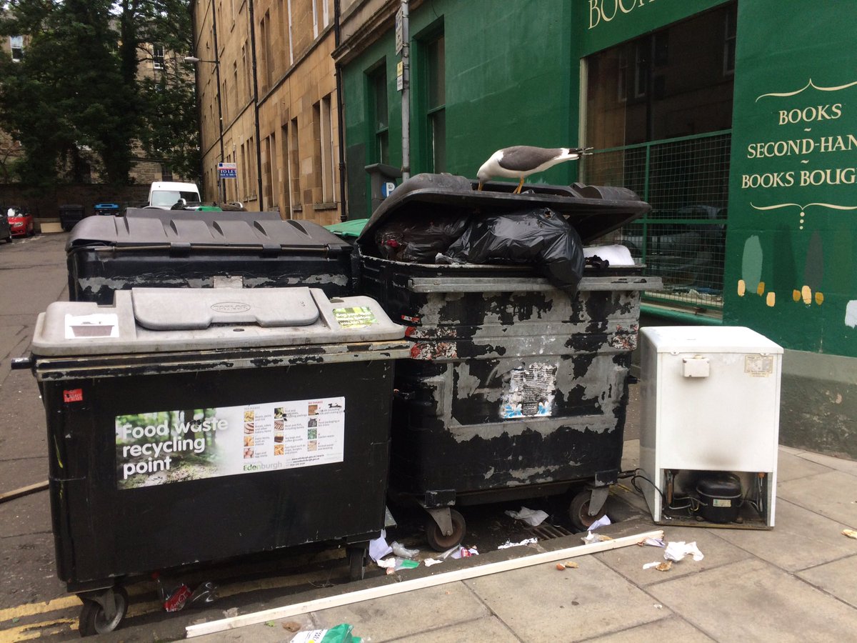 Stop to admire large gull having his tea.