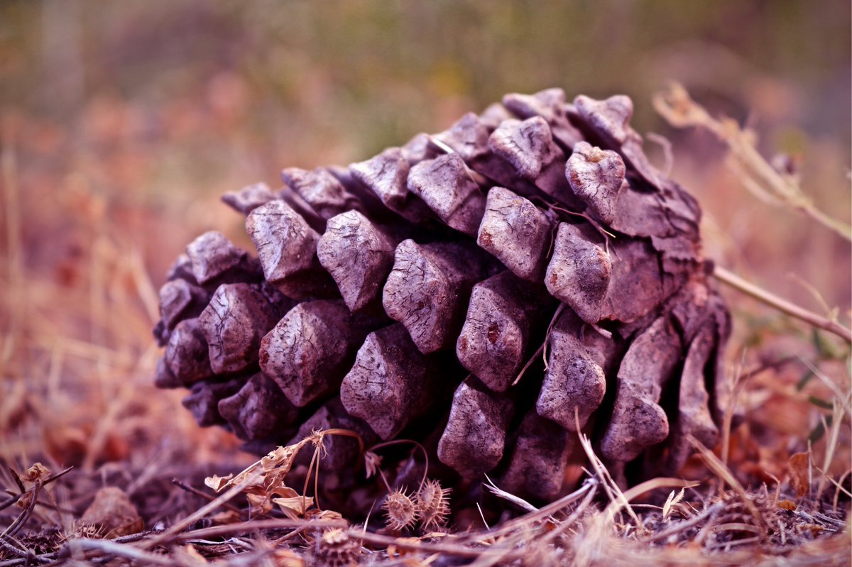 CA_Nature_Photo's tweet photo. I love photographing pine cones! So many beautiful details 📷 #HollywoodReservoir #LosAngeles #California #SoCal #Etsy #Etsyshop #CaliforniaNature #nature #naturephotography #photography #art #printableart #downloadableart #digitalart #linkinbio 📷 https://t.co/l6W3Qj8hw4