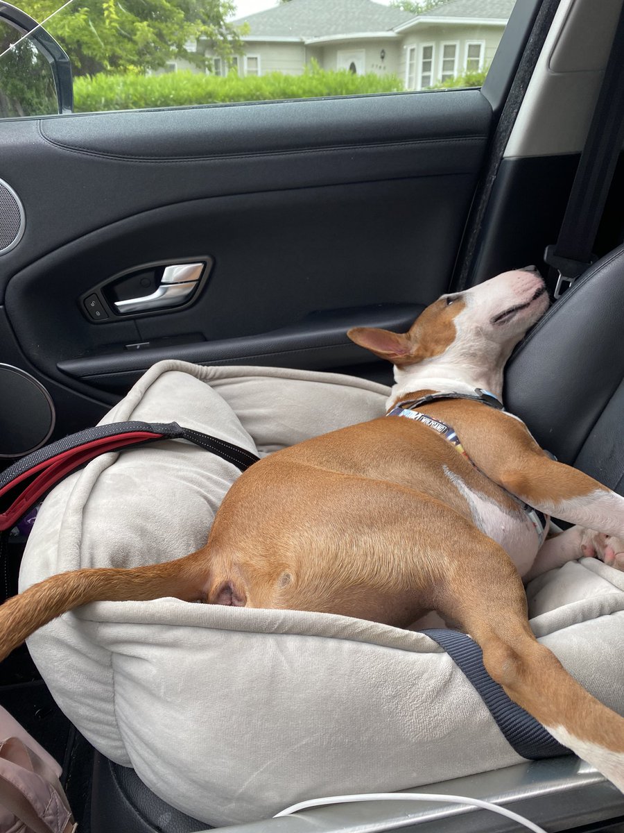 laurDIY's tweet photo. the 3 stages of moose hiking as demonstrated in photos

1: pre-hike car ride, v excited + sometimes squeals when we get to the parking lot 
2: had a great hike, exhausted and sprawls our dramatically for car ride home 
3: post-bath sass, big mad but would do it all again https://t.co/W1IBo1XBds