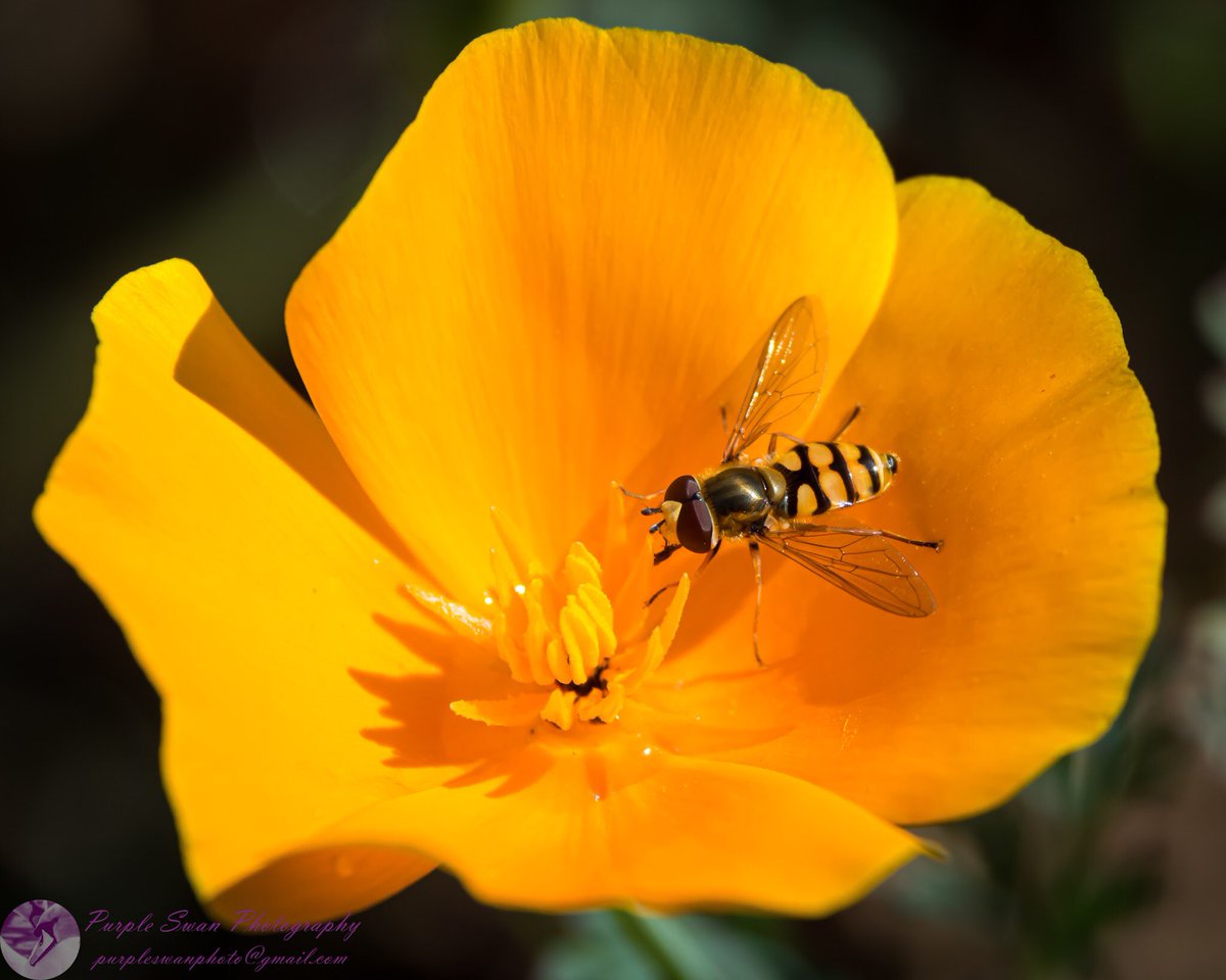 purpleswanphoto's tweet photo. It’s Wednesday, it’s #MalvernHillsHour and as usual I’m late to the party! Not sure who’s seen my pics this last week, so I’m again tweeting a hover fly and a poppy! 1 of my friends said I should try and sell my images via stock photography. What do you think? #positivityeveryday https://t.co/mFdMfxB4uk