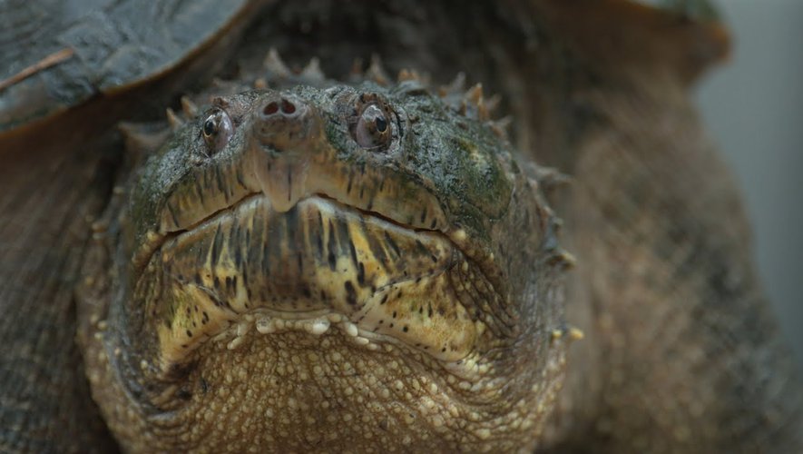 Midi Libre Herault Alerte A La Tortue Alligator Au Pont Du Diable T Co 4thtscujl2 T Co Qosepnhl5a Twitter