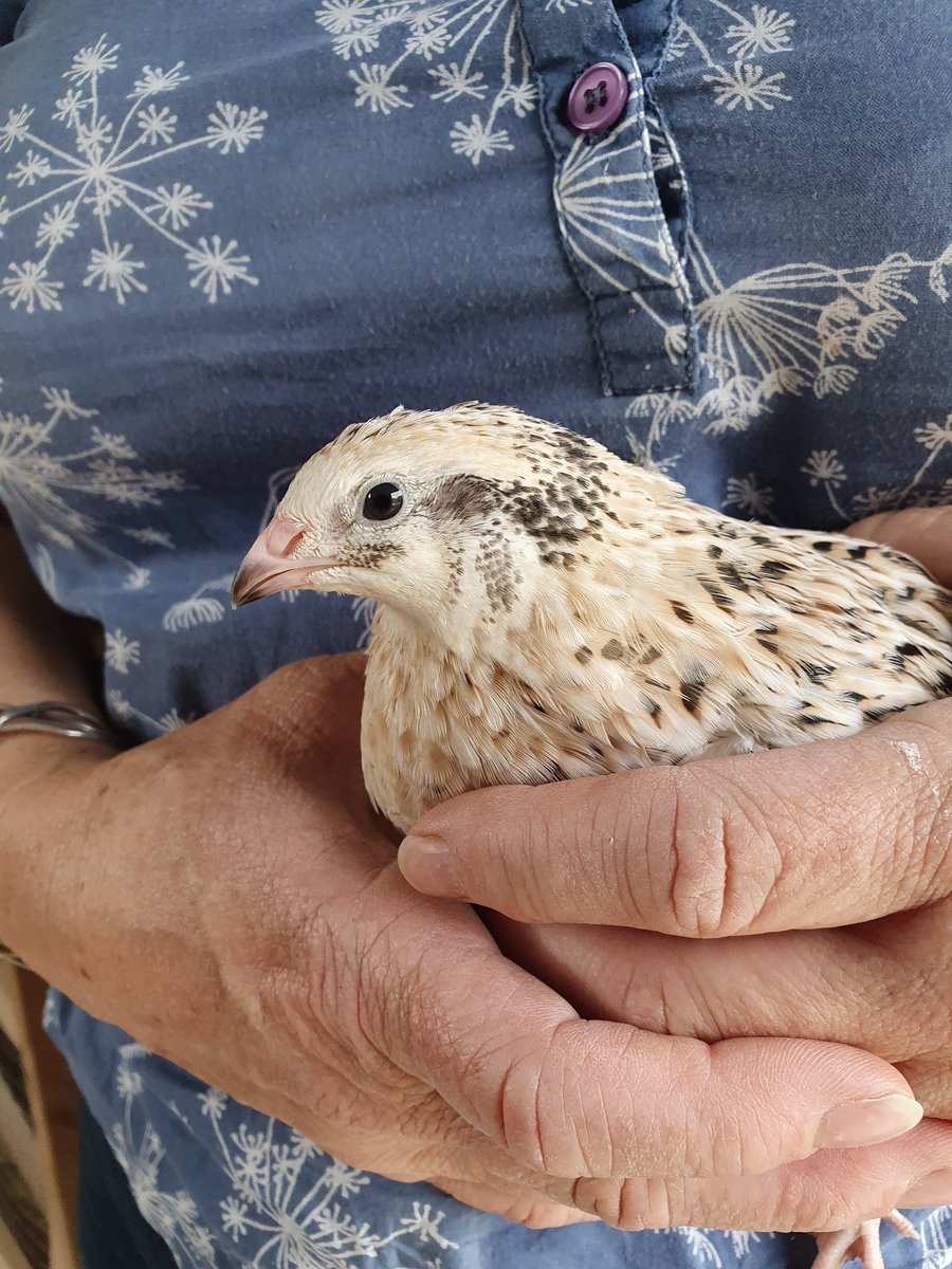 LoveQuail's tweet photo. Some quality quail time, transferring girls between pens to make way for the next batch of youngsters #cuddlequail #speckledfeathers #quaileggs https://t.co/JCL5EF4I4c