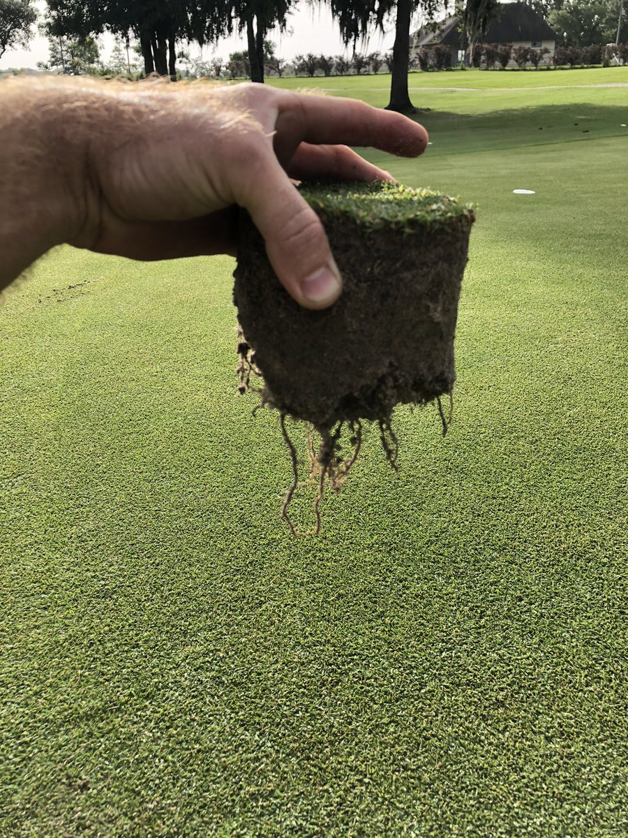 Campbell_Turf's tweet photo. After a rough go at it last season these 1 year old paspalum greens have made great strides this year with the help of Max Amino + Root Driver! @ampagronomy https://t.co/S1m8dTfnxE