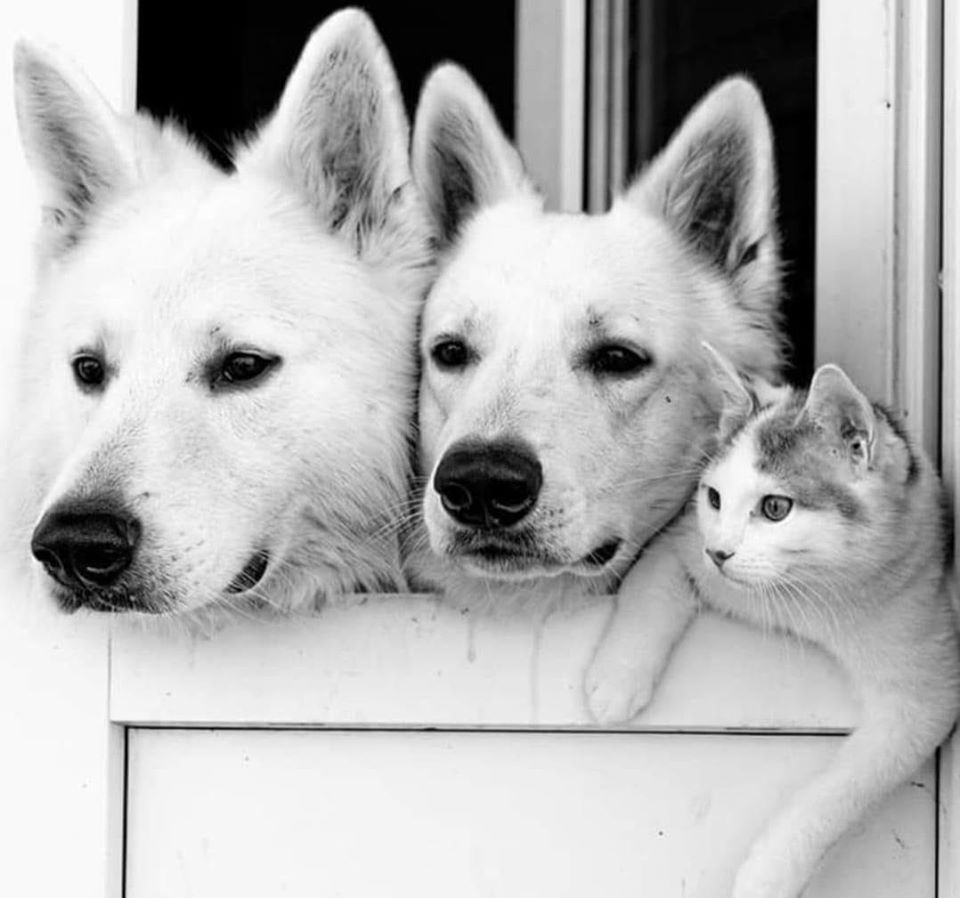 Ra'afat (@rs_artecasa) on Twitter photo 