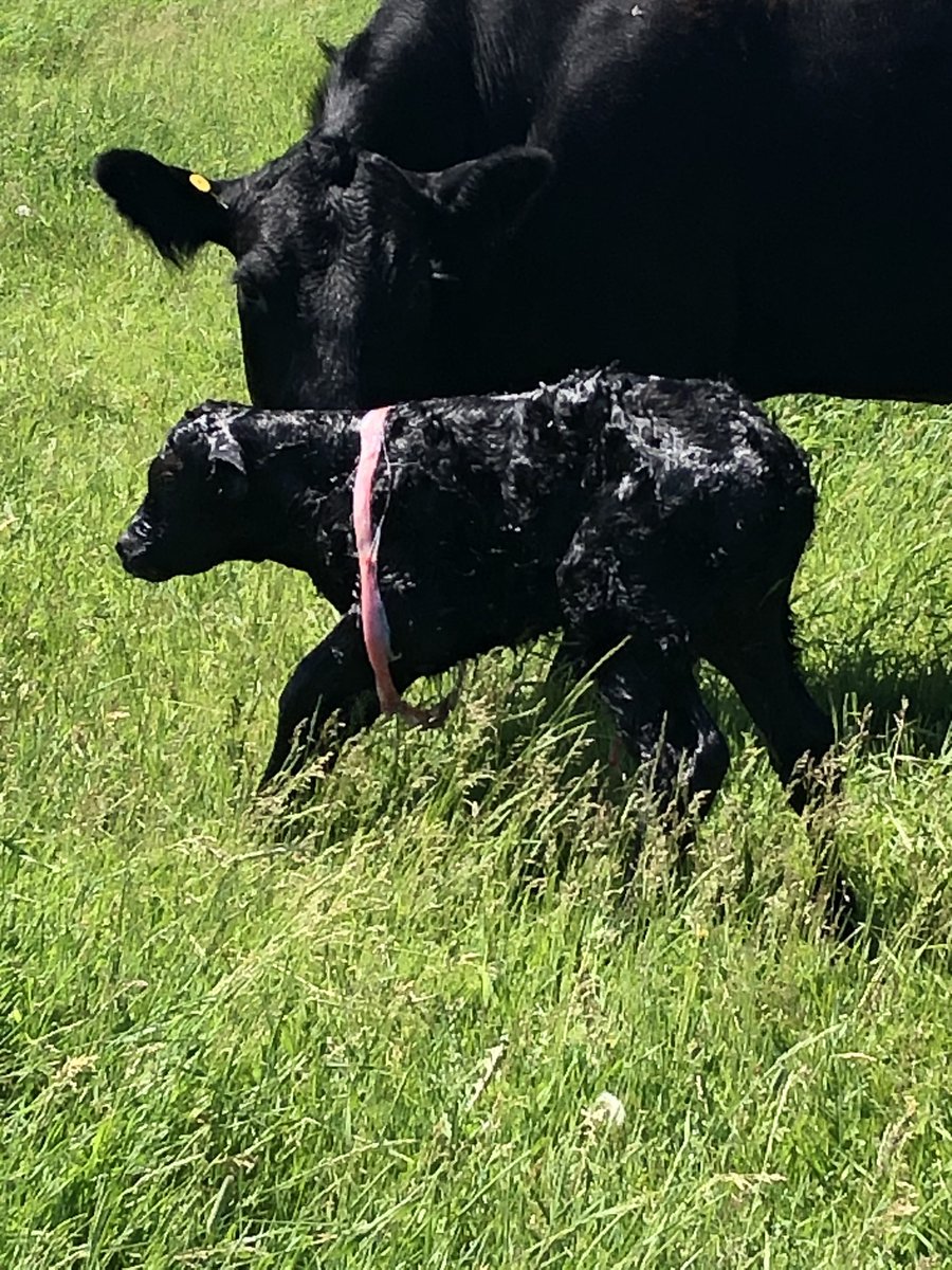 riverpinecattle's tweet photo. 🇨🇦Happy Canada Day🇨🇦
We had 2 Canada Day calves. One cow left to calf and we are done for the year. https://t.co/DSj4oMgFdJ