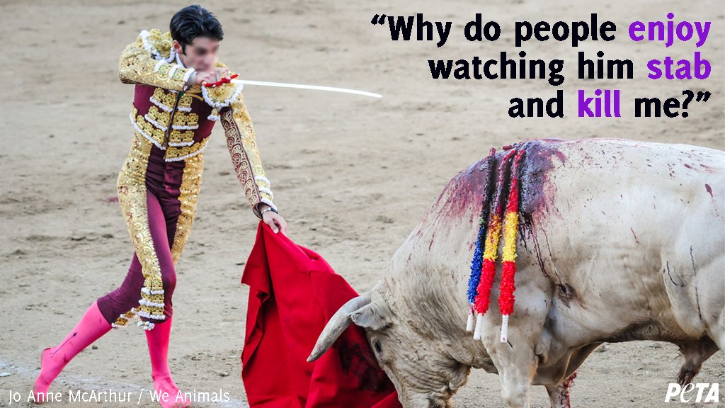 peta's tweet photo. The majority of people in #Spain and #LatinAmerica are already against bullfighting! 

Urge @MovistarPlus to respect them AND bulls by CANCELLING its plans to broadcast the cruel spectacles! https://t.co/ztlctaksp7 https://t.co/9TglCij7gM