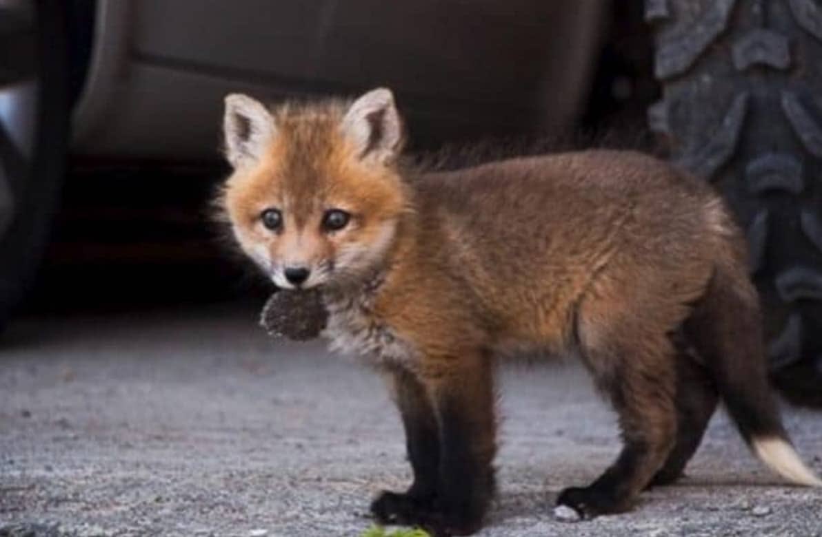 bébé renard 