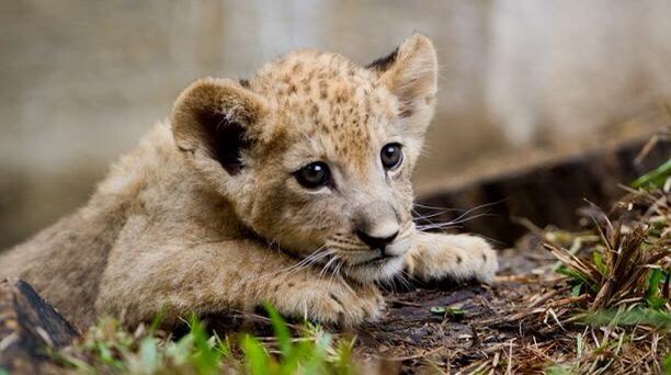 bébé lion 