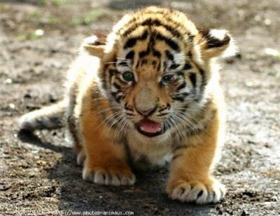 bébé tigre 