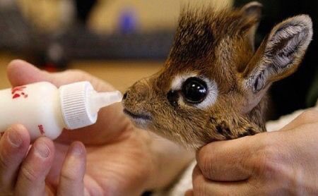 bébé girafe 