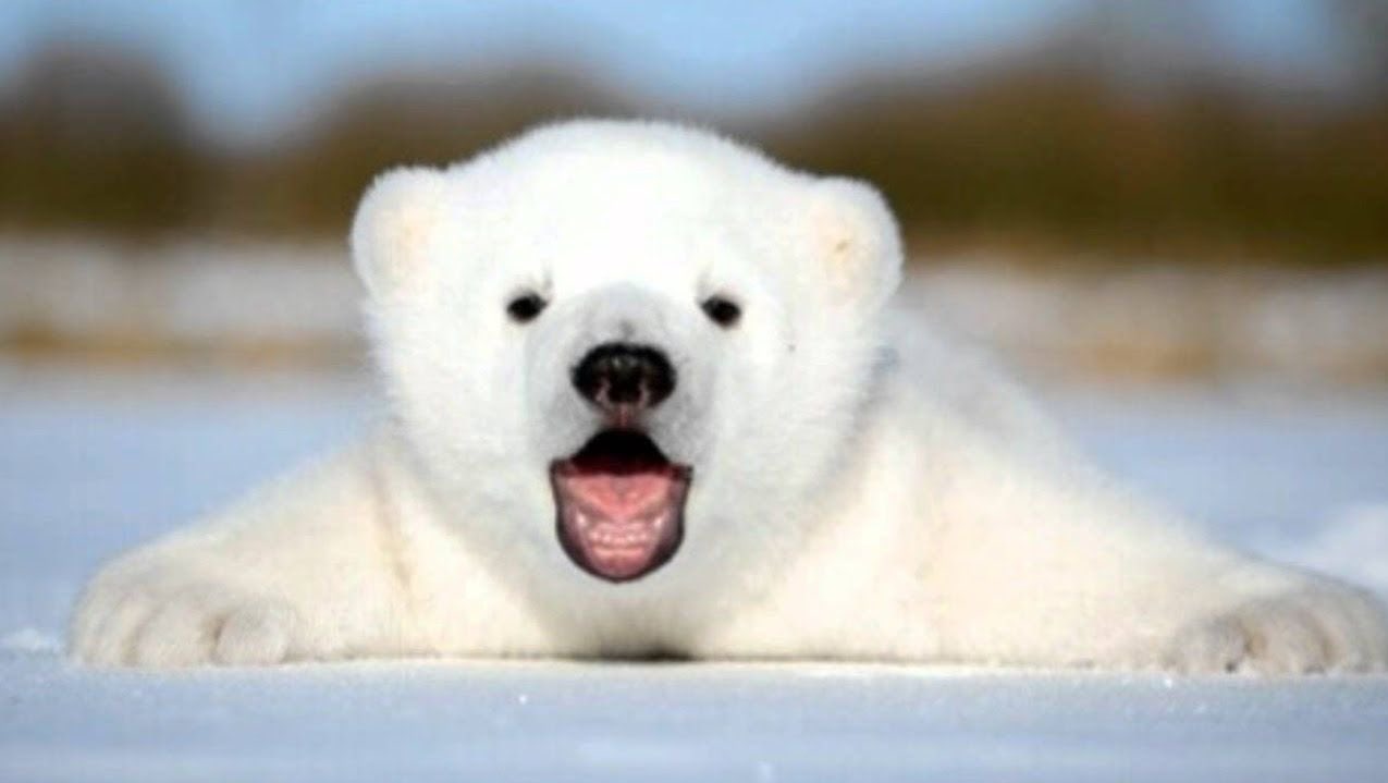 Bati Bebe Ours Polaire T Co Szdmgqyzgq Twitter
