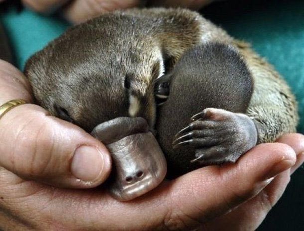 bébé ornithorynque