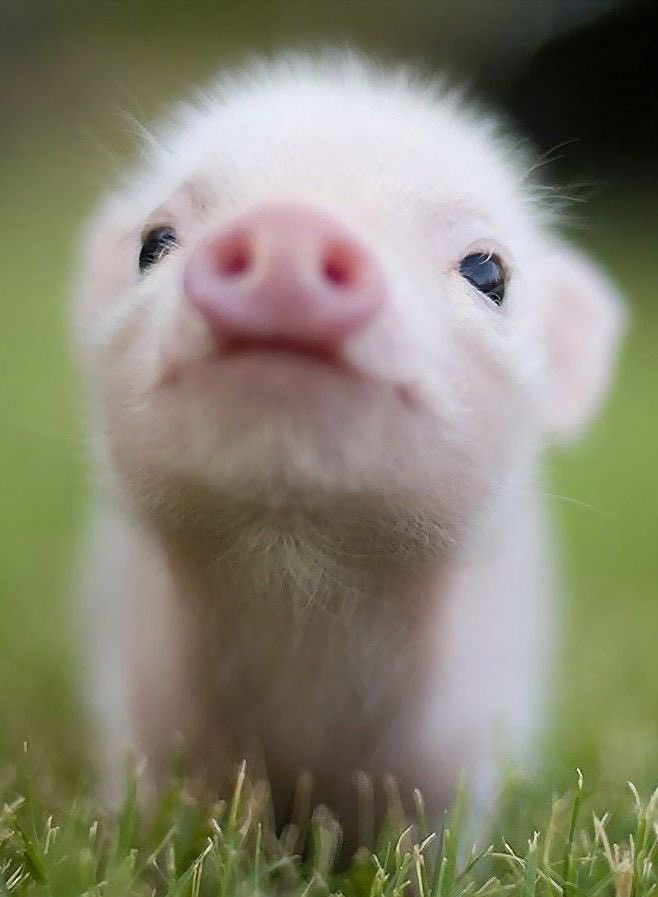 bébé cochon 