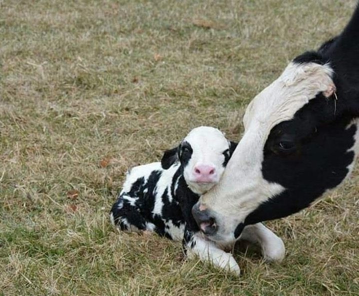 bébé vache 