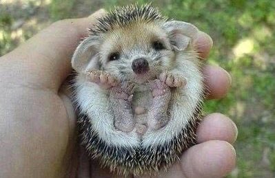 🦔