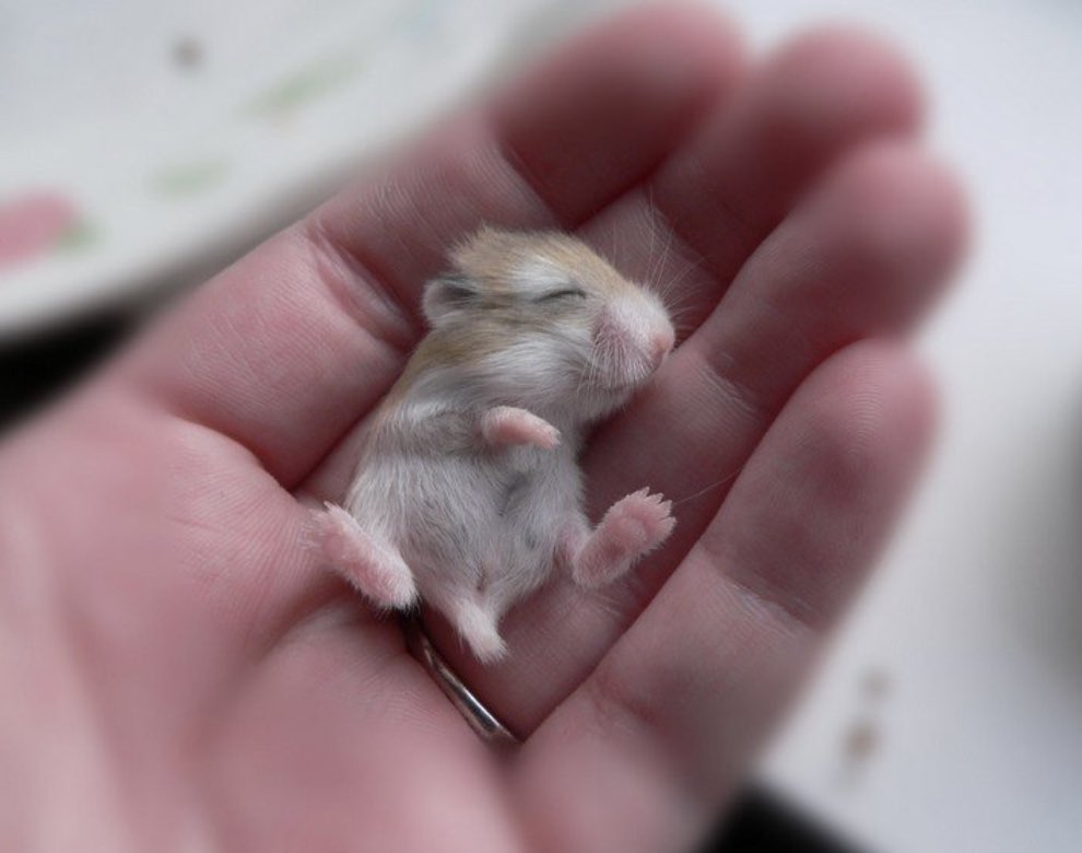 bébé hamster 