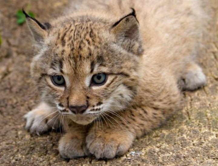 bébé lynx