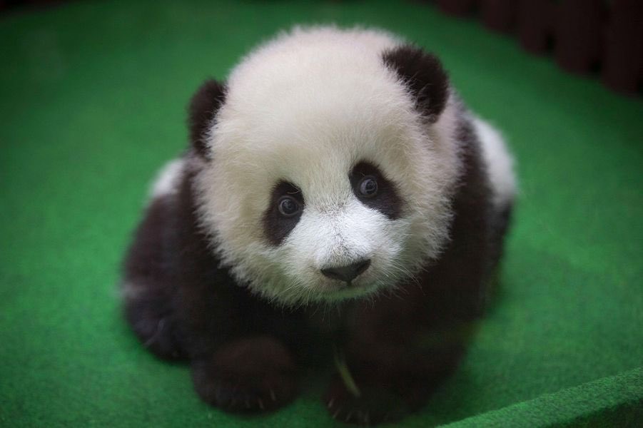 bébé panda 