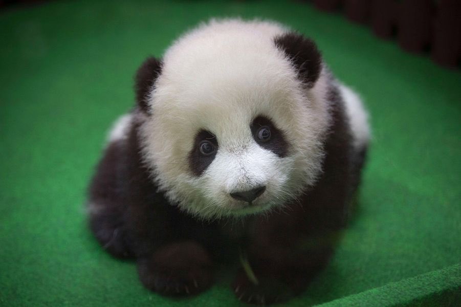 🐼