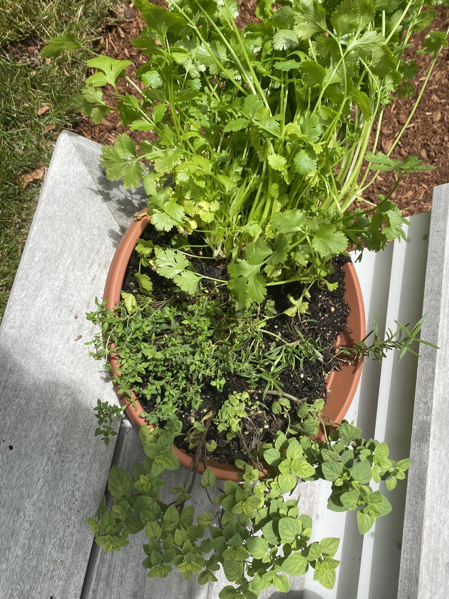 allisonpriceRN's tweet image. Cilantro, thyme, oregano, rosemary &amp;amp; basil. #herbgarden #summergarden #capecodgarden #summer2020