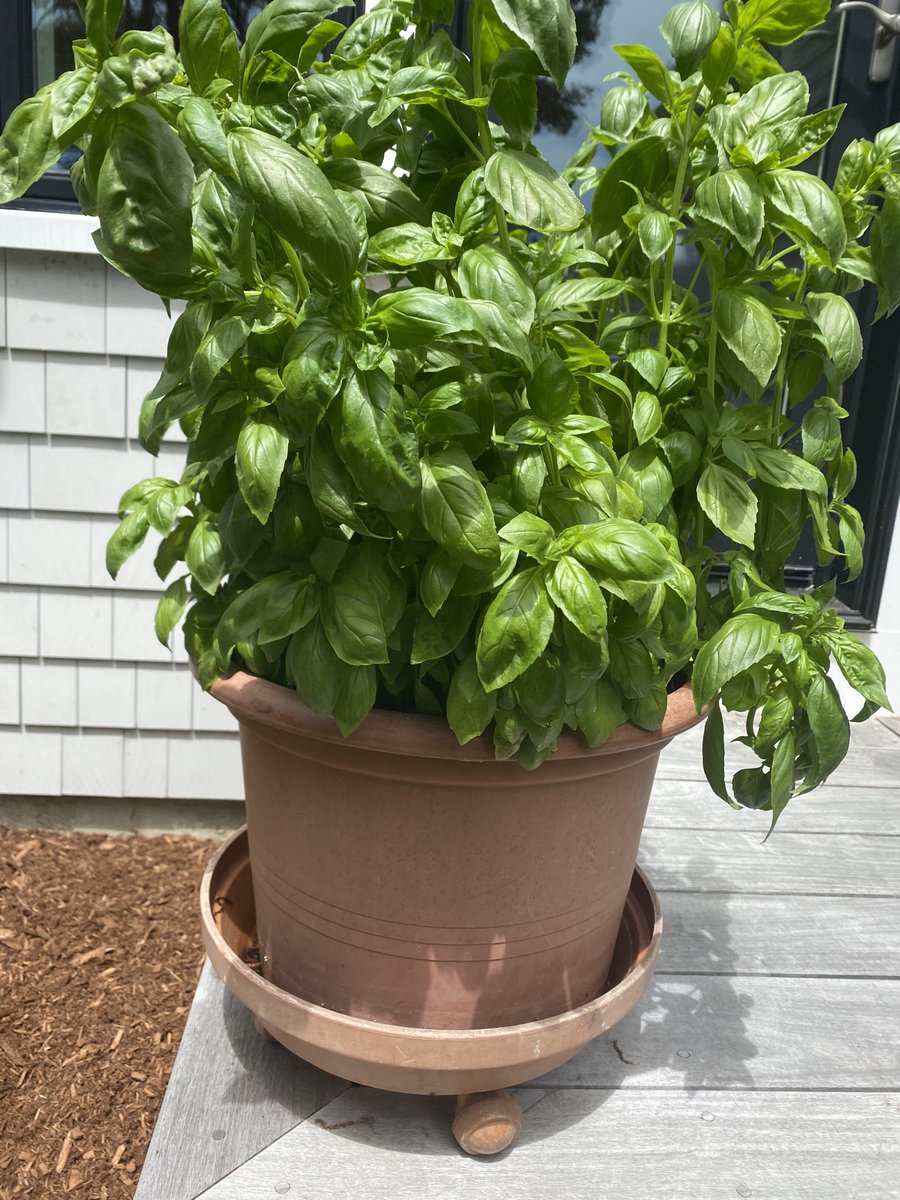 allisonpriceRN's tweet image. Cilantro, thyme, oregano, rosemary &amp;amp; basil. #herbgarden #summergarden #capecodgarden #summer2020
