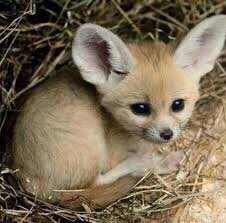 bébé fennec