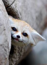 bébé fennec