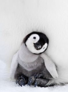bébé pingouin 
