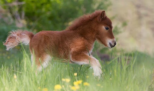 bébé cheval 