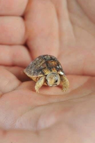 bébé tortue 