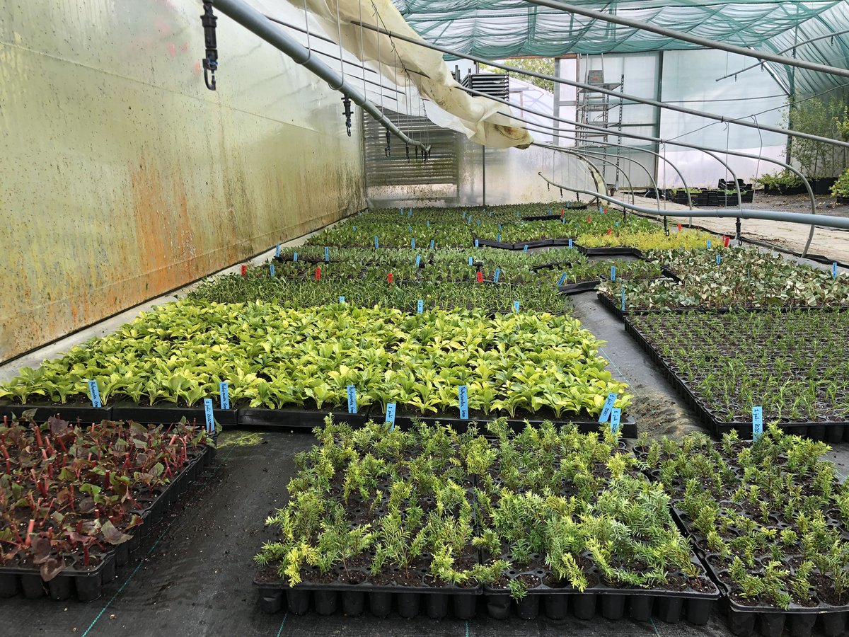 Stek maken. Mooiste klus. Altijd weer fijn om te kweken. #teamgrimme