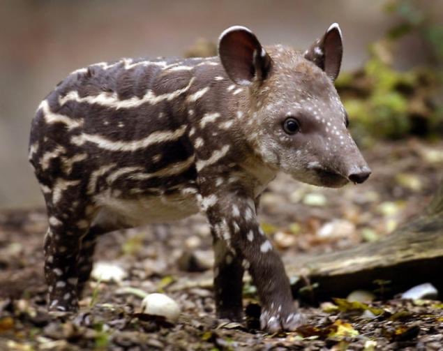 bébé tapir