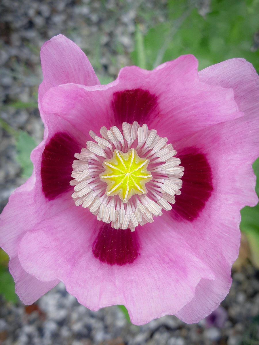 LotteTruelsen's tweet photo. Poppies are out!
#plants #flowers #photography https://t.co/0loJ7eq2Gs