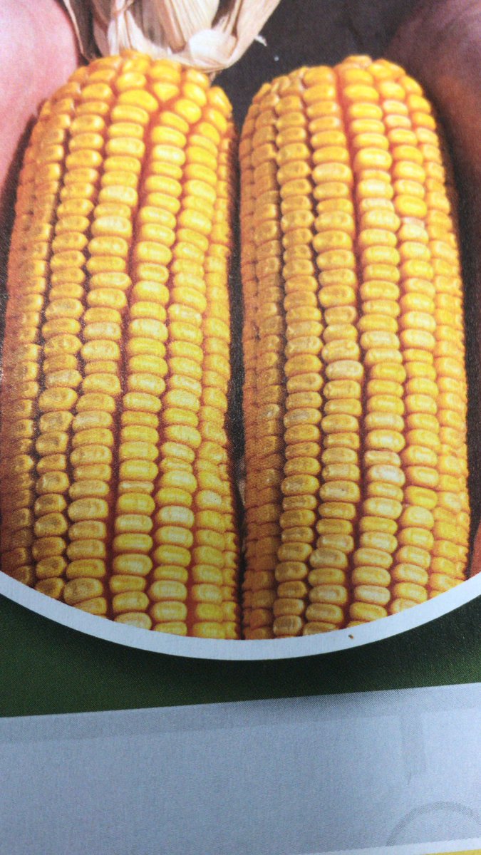 It’s July, let’s learn about corn! Corn can be considered a fruit, vegetable and a grain. Sweet corn belongs in the vegetable group. Scientifically, because corn is structured to bear seeds, corn is a fruit. In agriculture, corn is called a cereal grain. 
#corn #agriculture