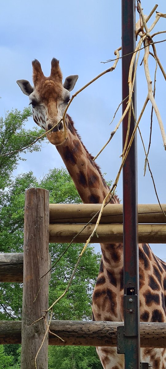 vickiroberts082's tweet photo. @chesterzoo myself and my son, Nathaniel, loved our visit today! All the staff were amazing with him and took time to talk to him!
#AutismAwareness #criduchatsyndrome #Chesterzoo https://t.co/fPytLU9A9n