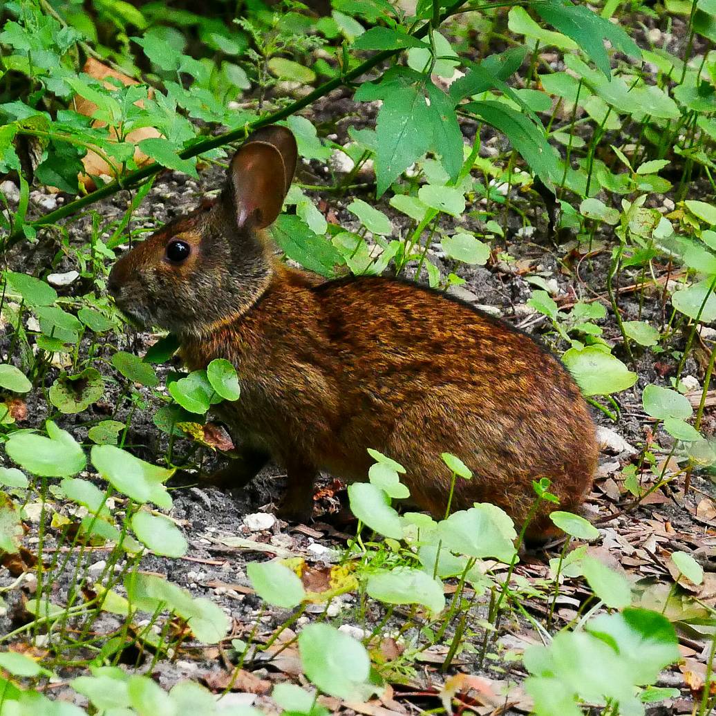 JaxArboretum's tweet photo. Marsh rabbit..
#JAG #jaxarboretum #offthetrail https://t.co/R6fbYqVEBE