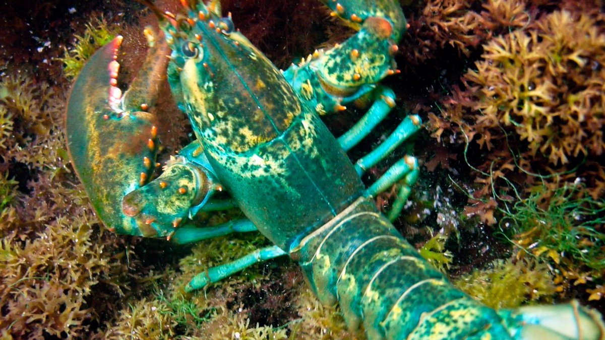 Join us to kick off our Virtual Summer Science Seminar Series with a presentation by professor Robert Stenck on Maine's changing #lobster fishery: some direct and indirect impacts of #climatechange. #marineecology #gulfofmaine