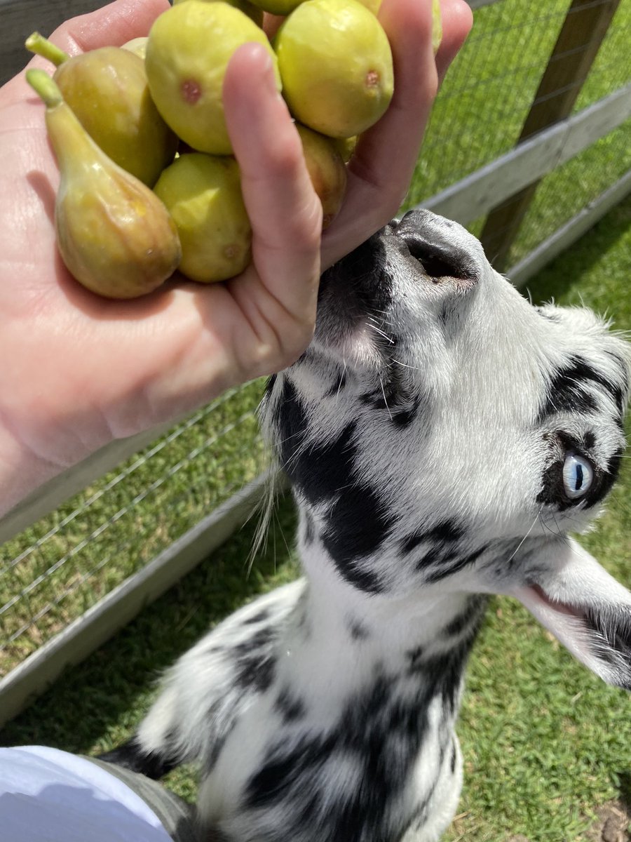 readygrowgarden's tweet image. Romeo loves figs from our tree. 😂🐐 #itsaproblem #romeo #goats