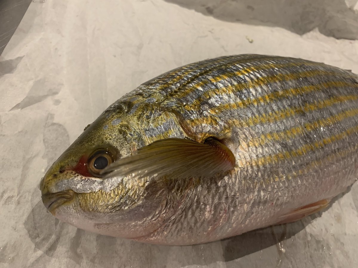 プリヒル姉さん ロンドン魚屋 お口が可愛いラスに継ぐ フォトジェニックなお顔のお魚が入荷しました イエローストライプブリーム 色んな名前あり と言って地中海からやって来ました ハニかんだような小さなお口と内側に寄ったお目目 今日は塩焼き