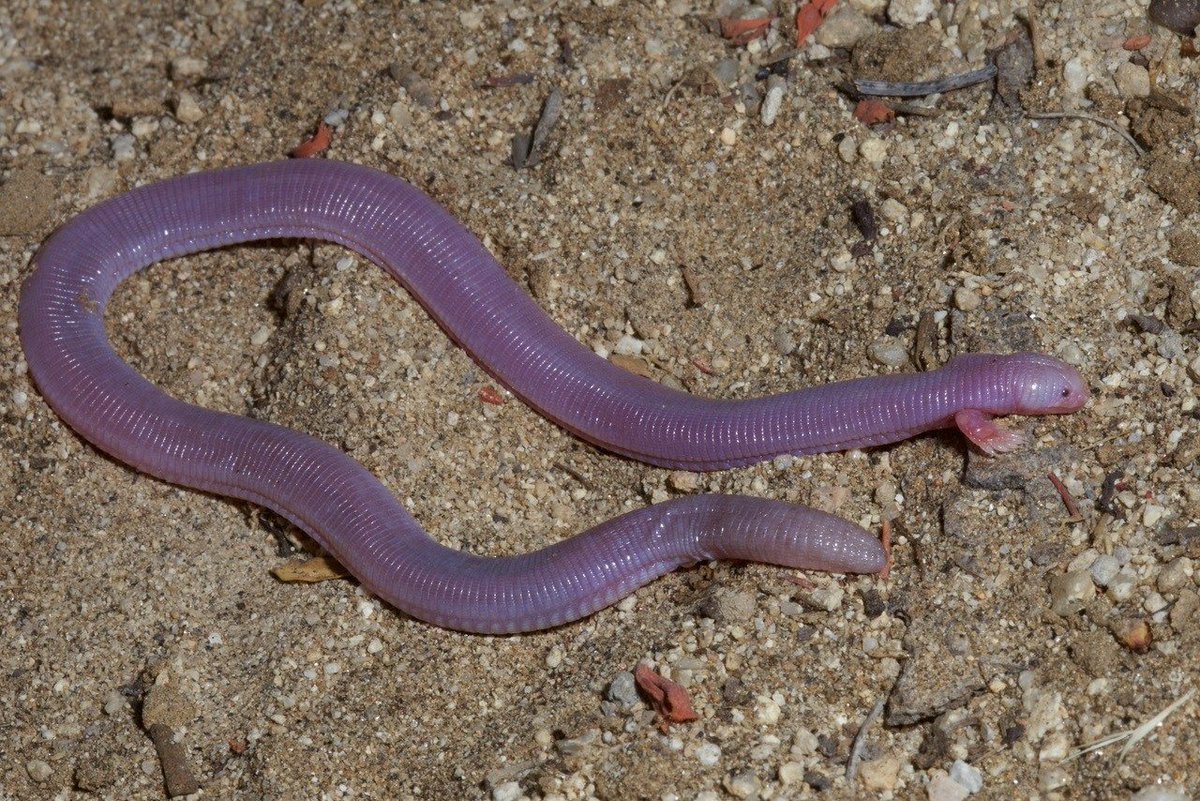 SDNHM's tweet photo. #WhatIsItWednesday: Take a look at this one. 🤔 Is it a worm or a lizard or what? We'll update with the answer later! #TheNat #fieldbiology #naturethings https://t.co/cACj7YfQ7m