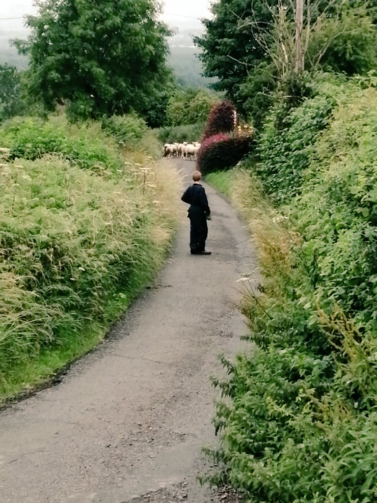 FfionClwyd's tweet photo. Symud defaid heno #Bodffari #SirDdinbych causing mayhem on the road π as #sheep365 are moved to greener pastures #diolch i'r trigolion lleol #amyneddgar ππππ³ππππΏπ³π https://t.co/XMK23ANFEv