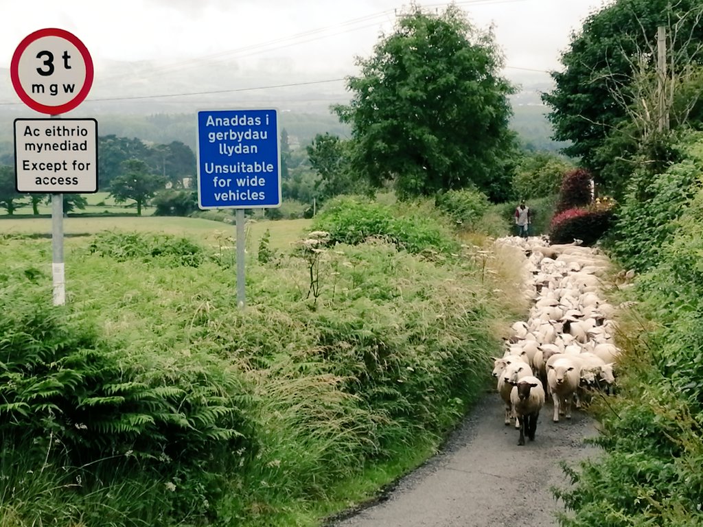 FfionClwyd's tweet photo. Symud defaid heno #Bodffari #SirDdinbych causing mayhem on the road π as #sheep365 are moved to greener pastures #diolch i'r trigolion lleol #amyneddgar ππππ³ππππΏπ³π https://t.co/XMK23ANFEv
