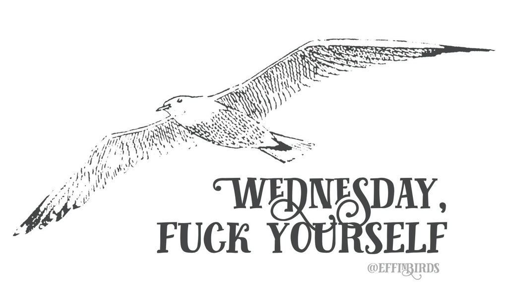 EffinBirds's tweet photo. https://t.co/B53iJSSwOM