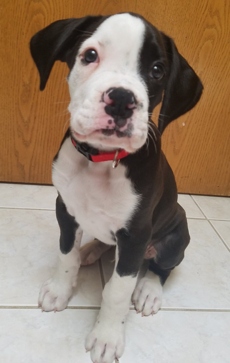 bethmaclin5's tweet photo. This sweet boy just joined our family. I am a #boxermom again! Welcome Home, T'Challa!
#boxerdog
#sealedbrindle
#TChalla https://t.co/guOKJgxmA6